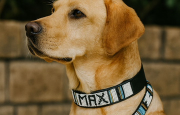 Max rocking a custom collar and leash set from Mawu Africa