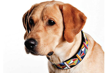 Dogs in African History: Guardians, Partners, and Cultural Icons
