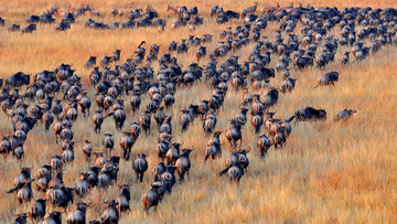 Wildebeest Migration and Sustainable Dependencies: East African Communities in the Serengeti-Maasai Mara Region