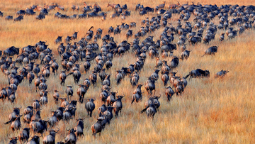 Wildebeest Migration and Sustainable Dependencies: East African Communities in the Serengeti-Maasai  Mara Region